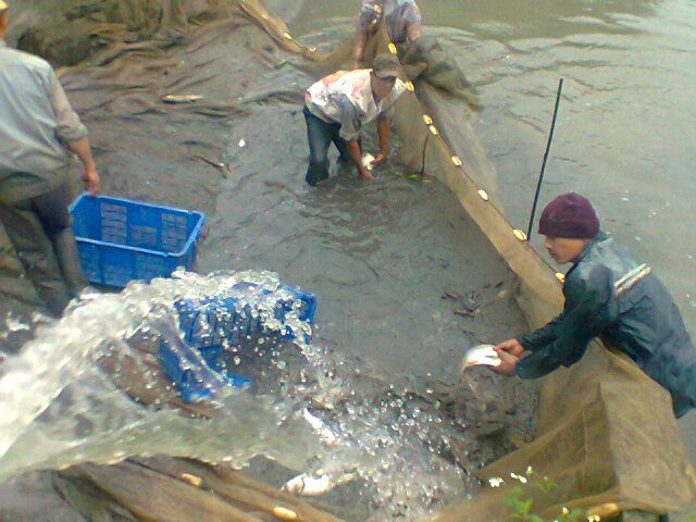 Ứng dụng chế phẩm sinh học xử lý môi trường ao nuôi cá